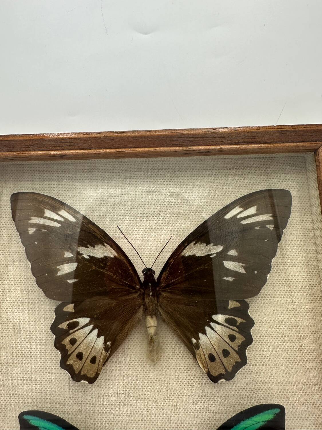 Vintage butterflies frame