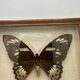 Vintage butterflies frame