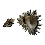 Duo of hexaplex murex shells