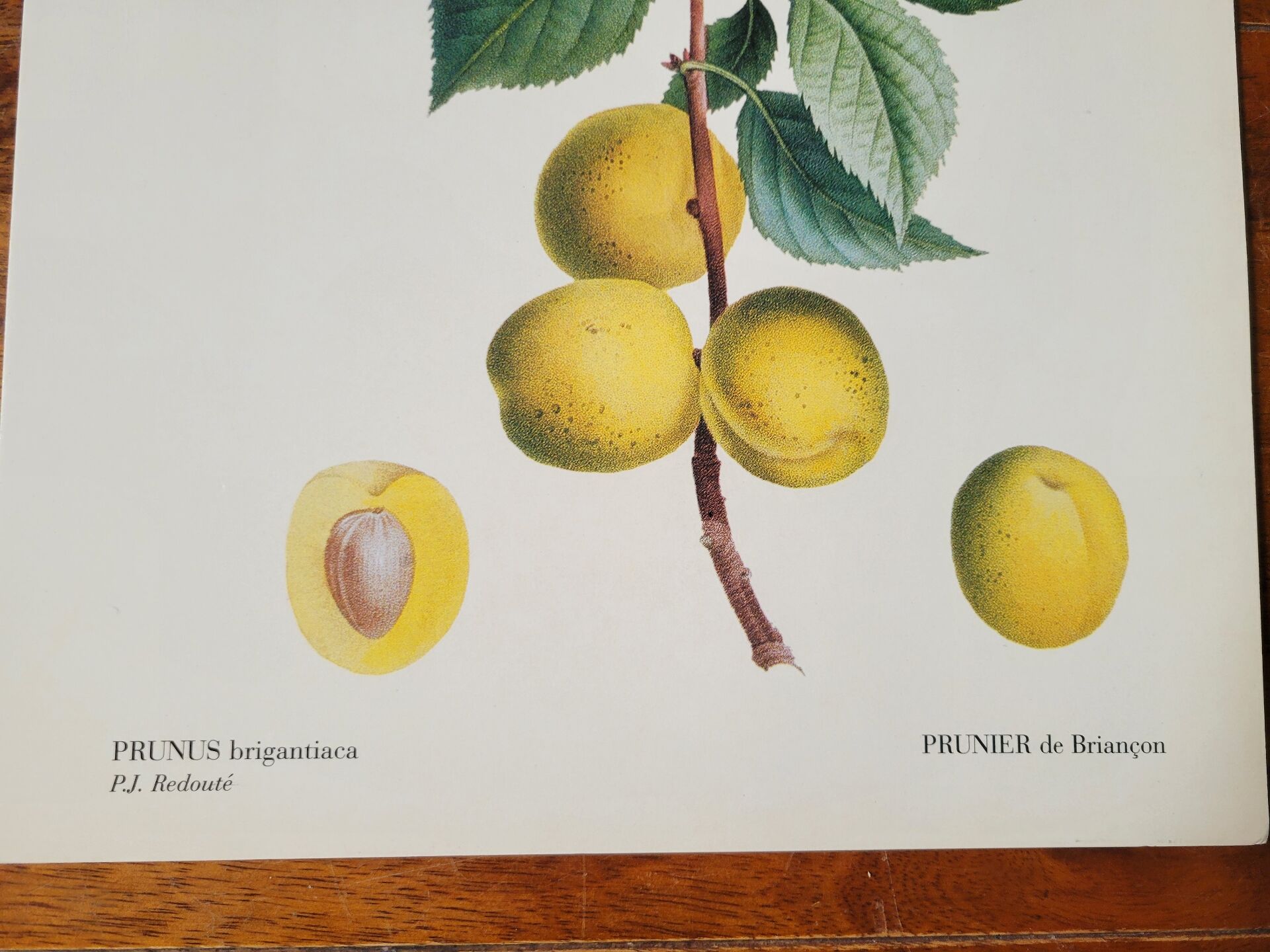 Planche botanique Prunier de JP Redouté