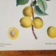 Planche botanique Prunier de JP Redouté