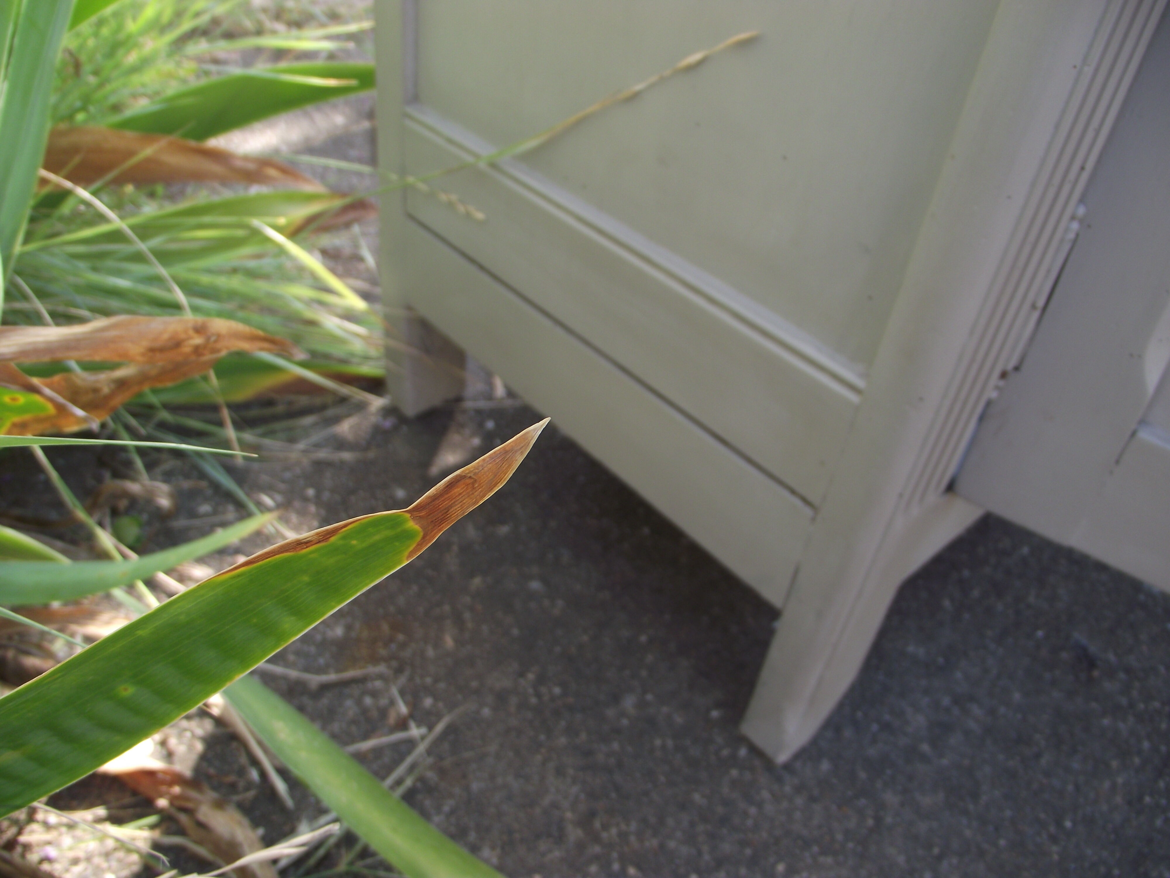Parisian glazed wardrobe.