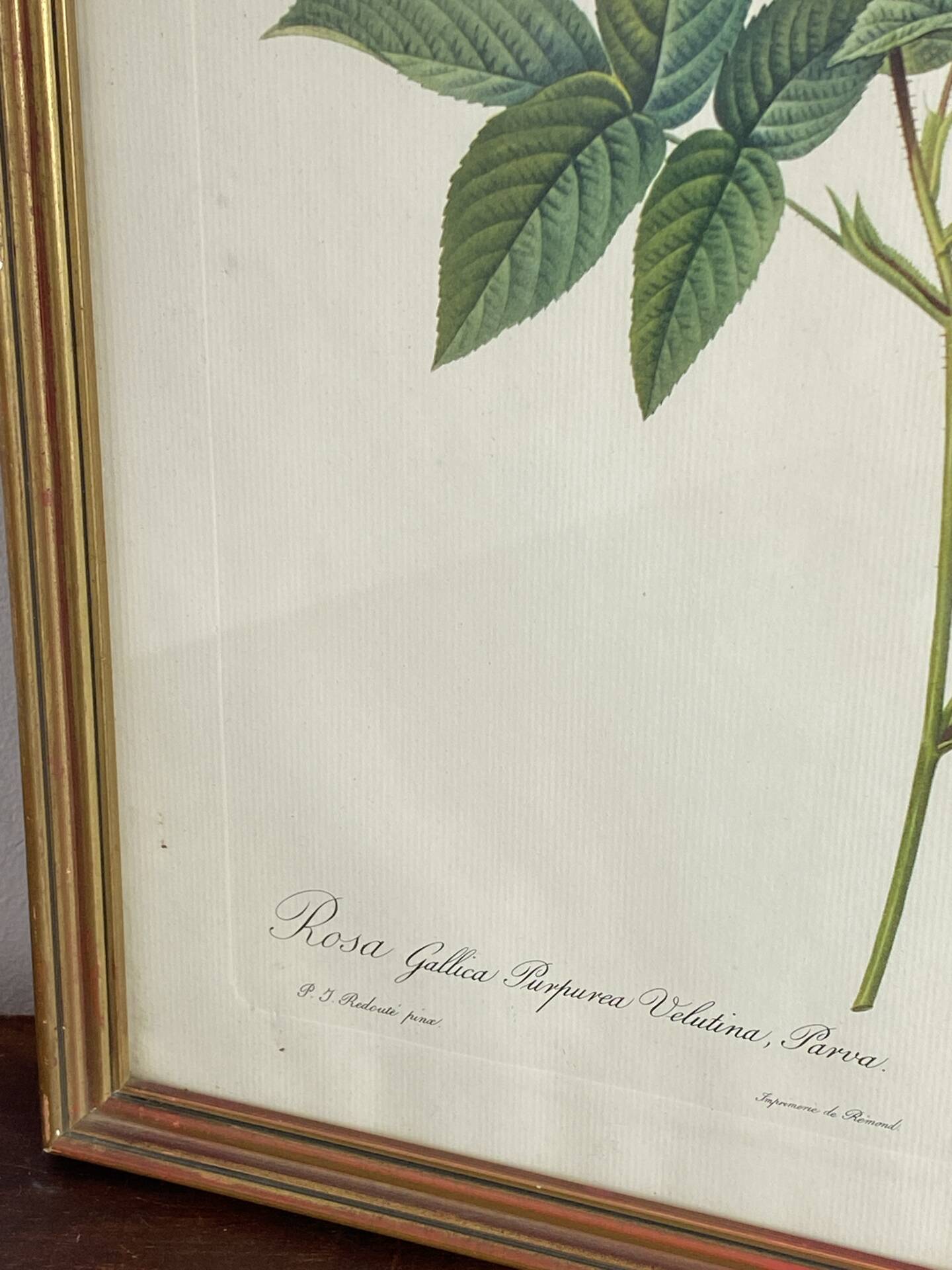 Botanical poster, Rose of Van Eden, P-J Redouté