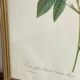Botanical poster, Rose of Van Eden, P-J Redouté