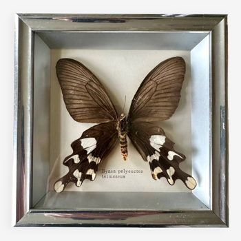 Papillon naturalisé dans cadre métallique