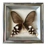 Stuffed butterfly in metal frame