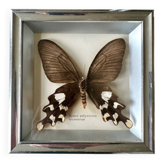 Stuffed butterfly in metal frame