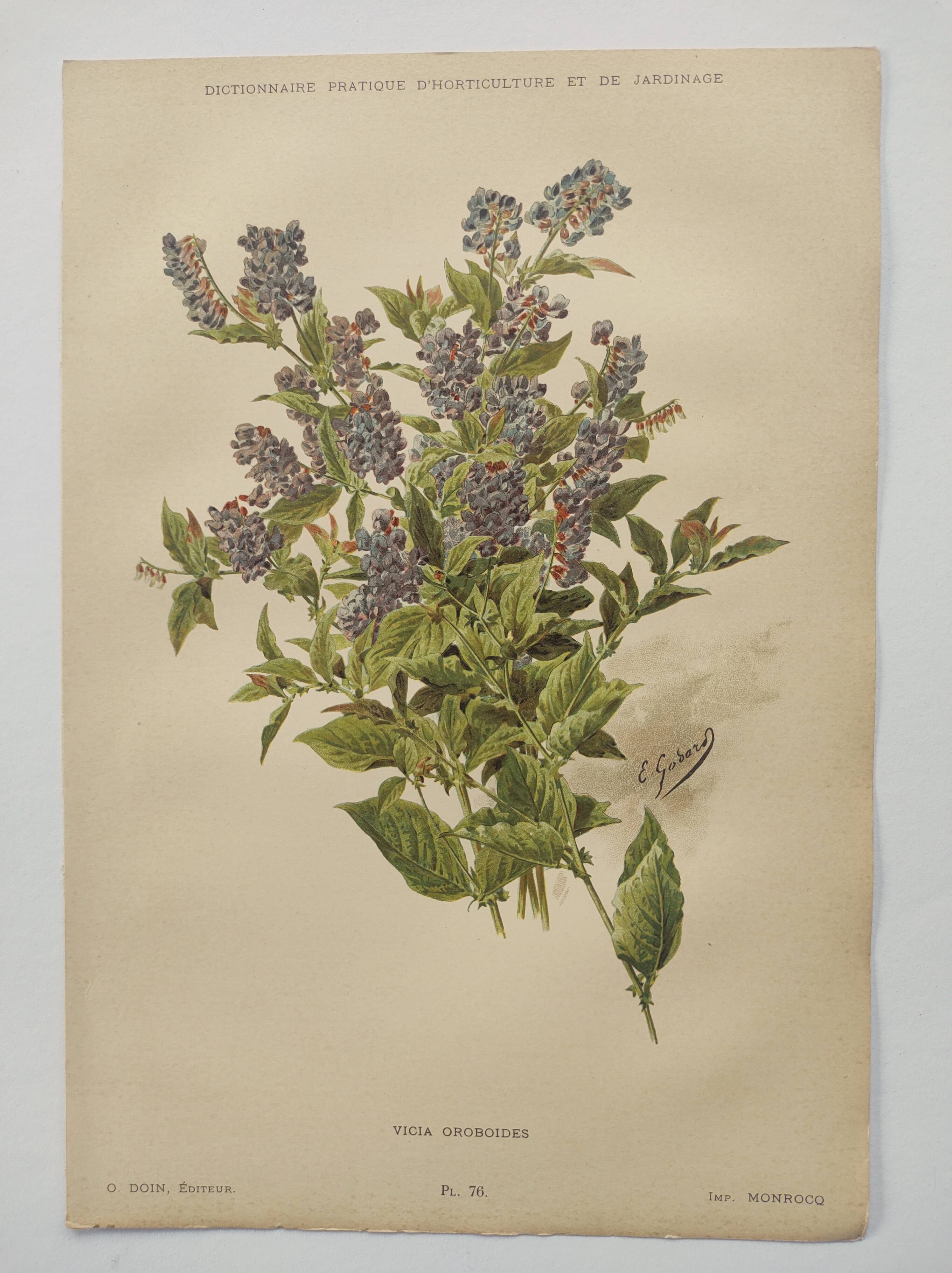Botanical lithograph from 1897 - Vicia Oroboides - Print by E. Godard