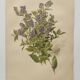 Botanical lithograph from 1897 - Vicia Oroboides - Print by E. Godard