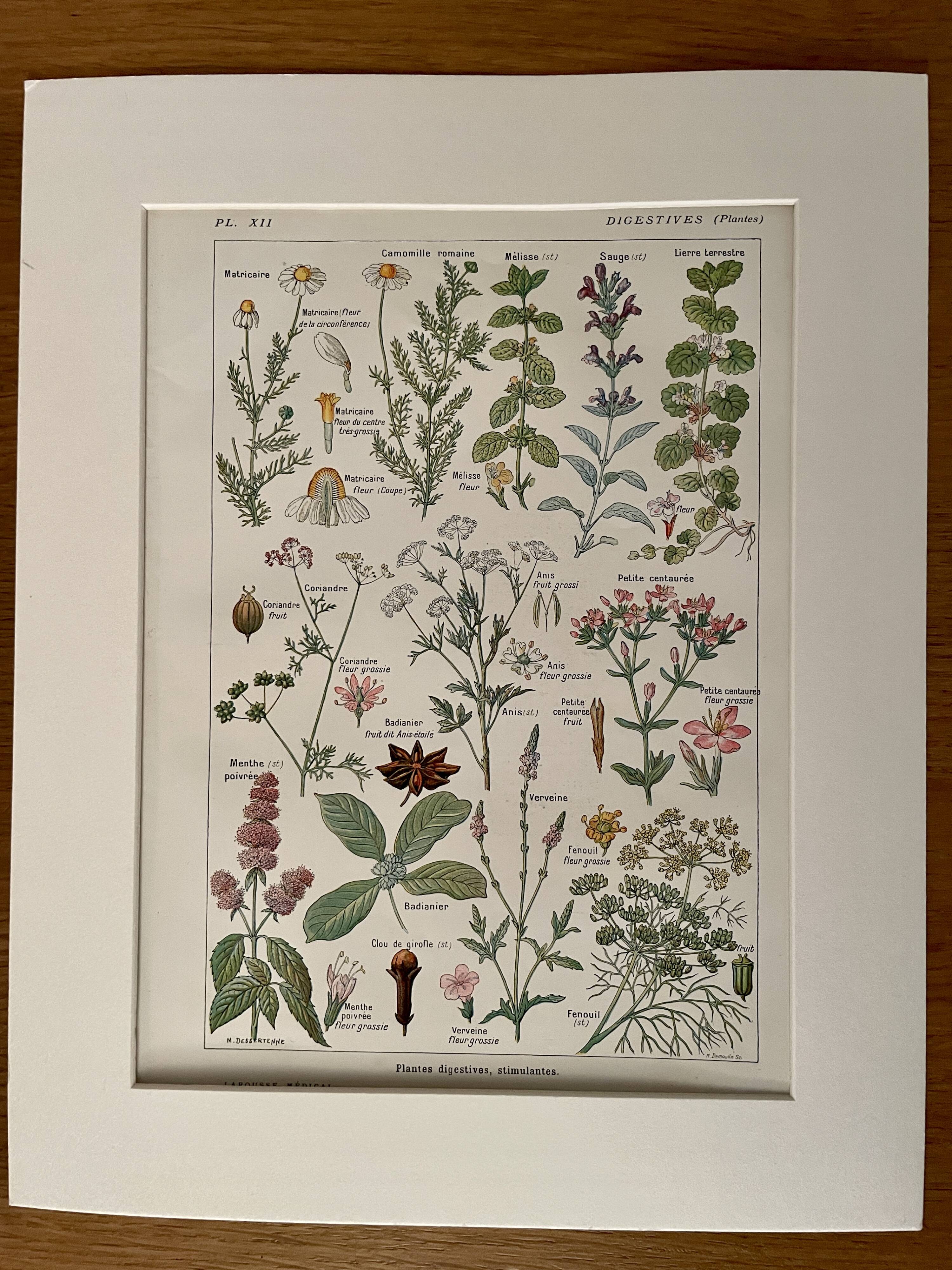 Illustrated plate on digestive plants - 1950