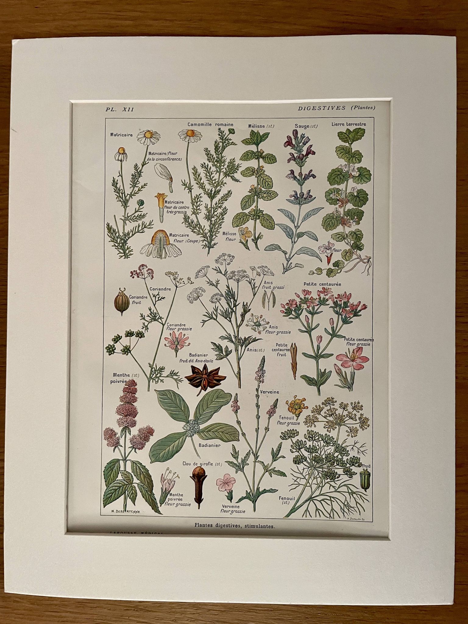 Illustrated plate on digestive plants - 1950