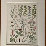 Planche illustrée sur les plantes digestives - 1950