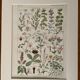 Illustrated plate on digestive plants - 1950