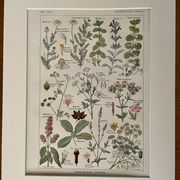 Illustrated plate on digestive plants - 1950