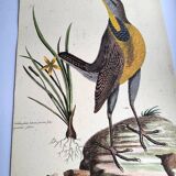 Old bird engraving - Great Lark - Zoological plate by Seligmann