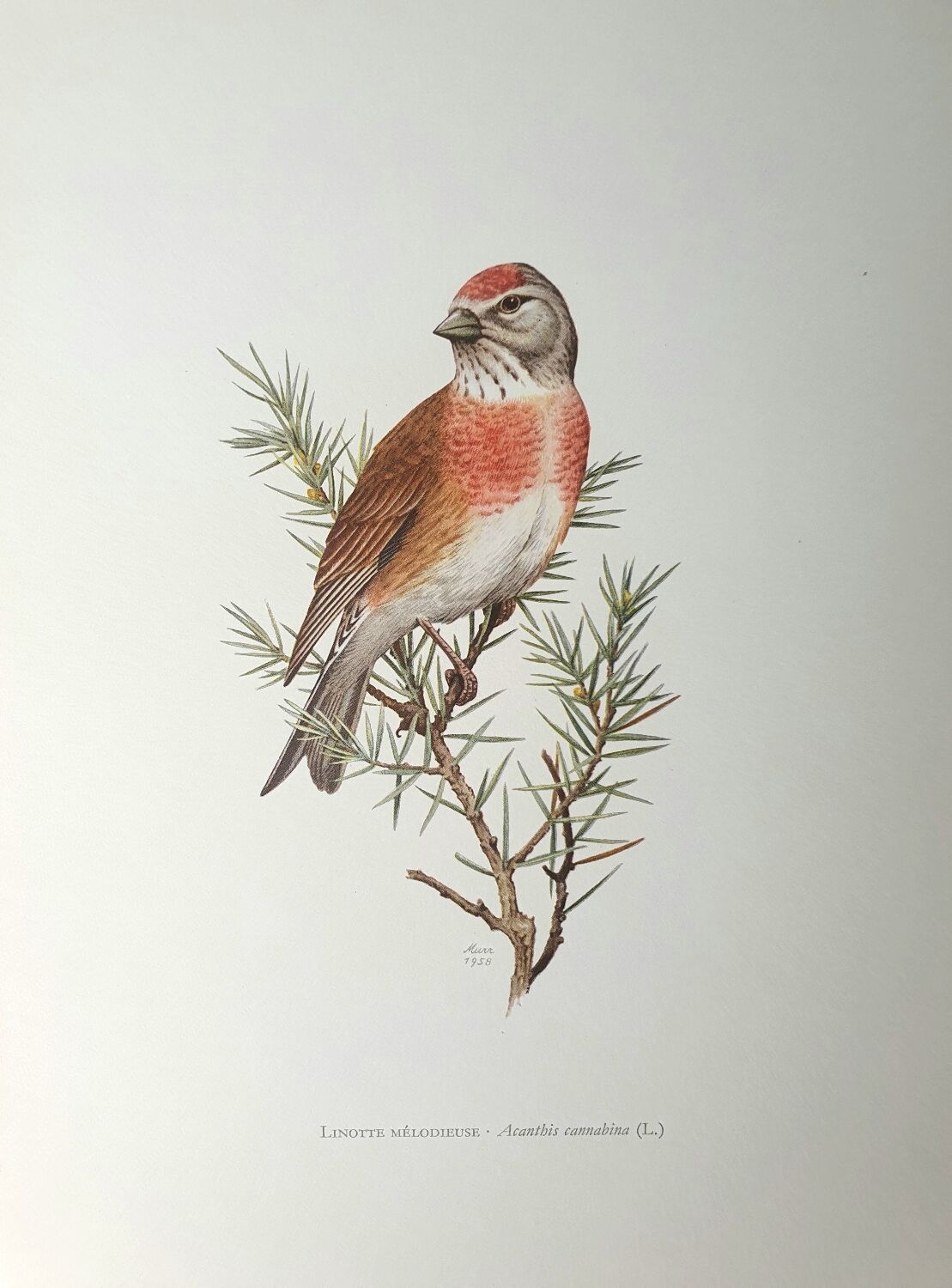Melodious linnet board
