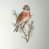 Melodious linnet board