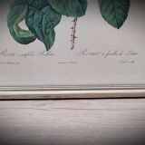 Lithograph Rose Leaves Lettuce