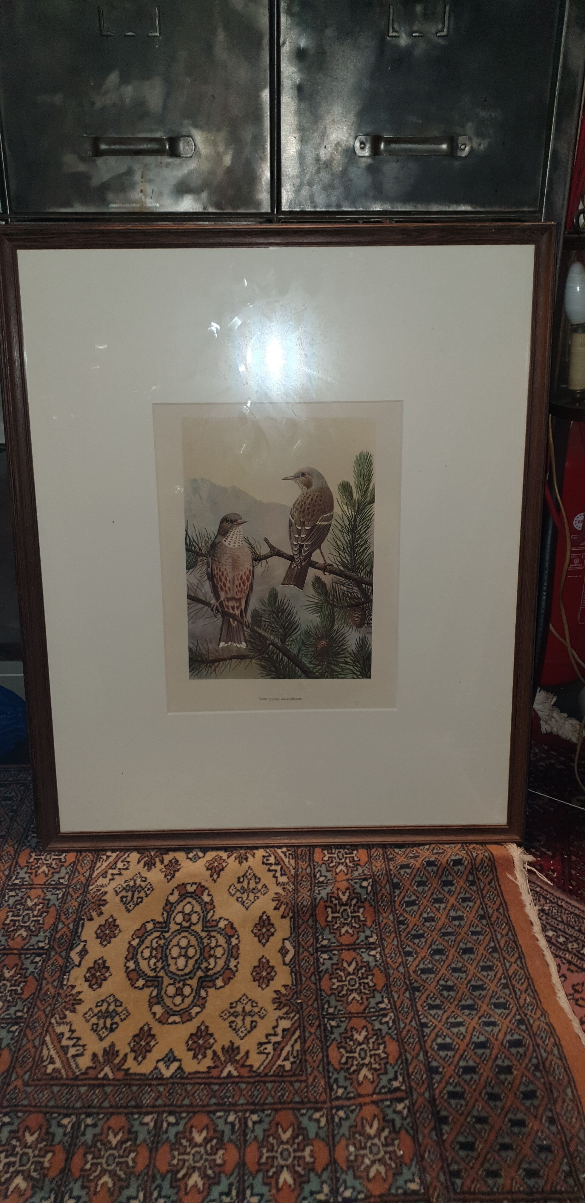 Ornithological engraving titled in Russian