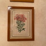 Illustrations ancienne fleurs