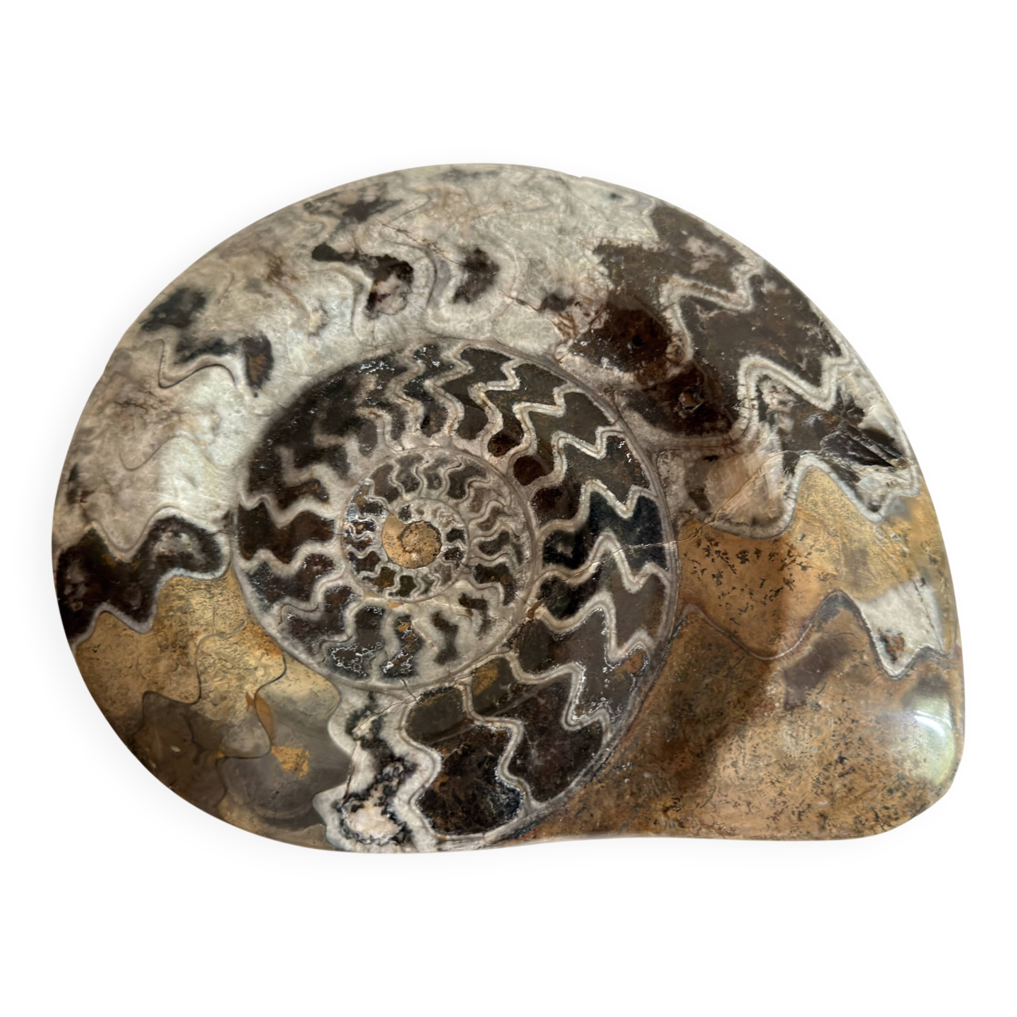 Fossile Goniatite (Maroc). Dimensions 18x15 cm