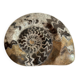 Fossile Goniatite (maroc).