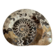 Fossile Goniatite (Maroc). Dimensions 18x15 cm
