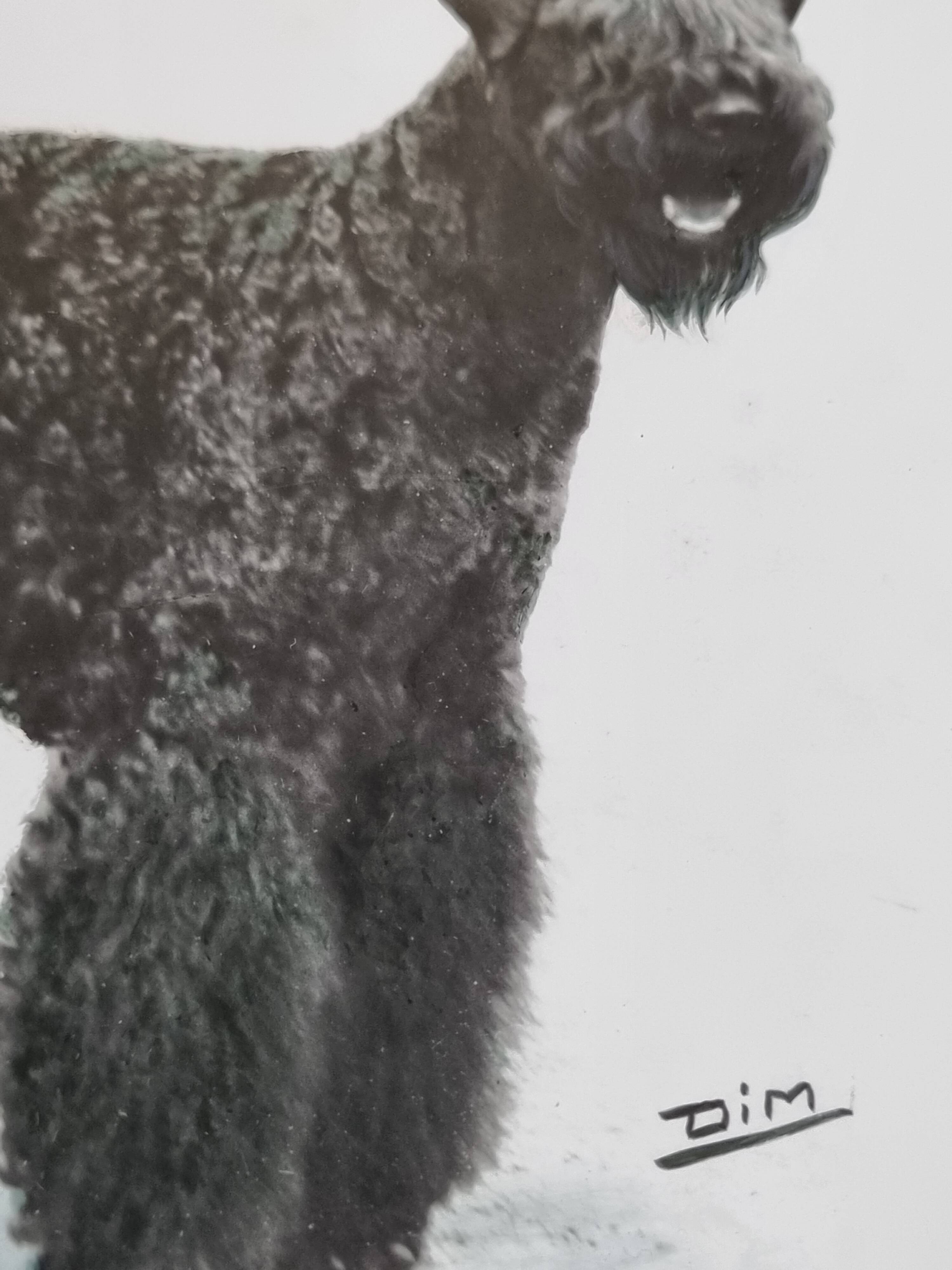 Old photograph, silver print, canine portrait signed "Dim" Henri Dimont 32 x 25 cm