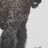 Old photograph, silver print, canine portrait signed "Dim" Henri Dimont 32 x 25 cm