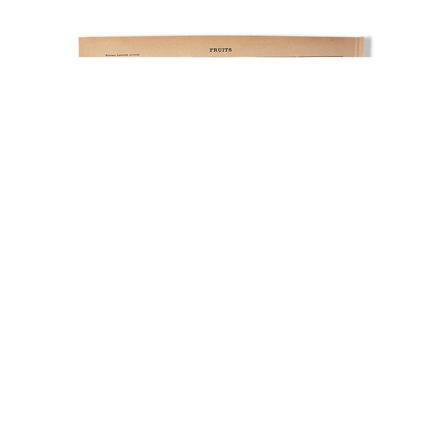 Lithograph engraving fruits 1897 (2)