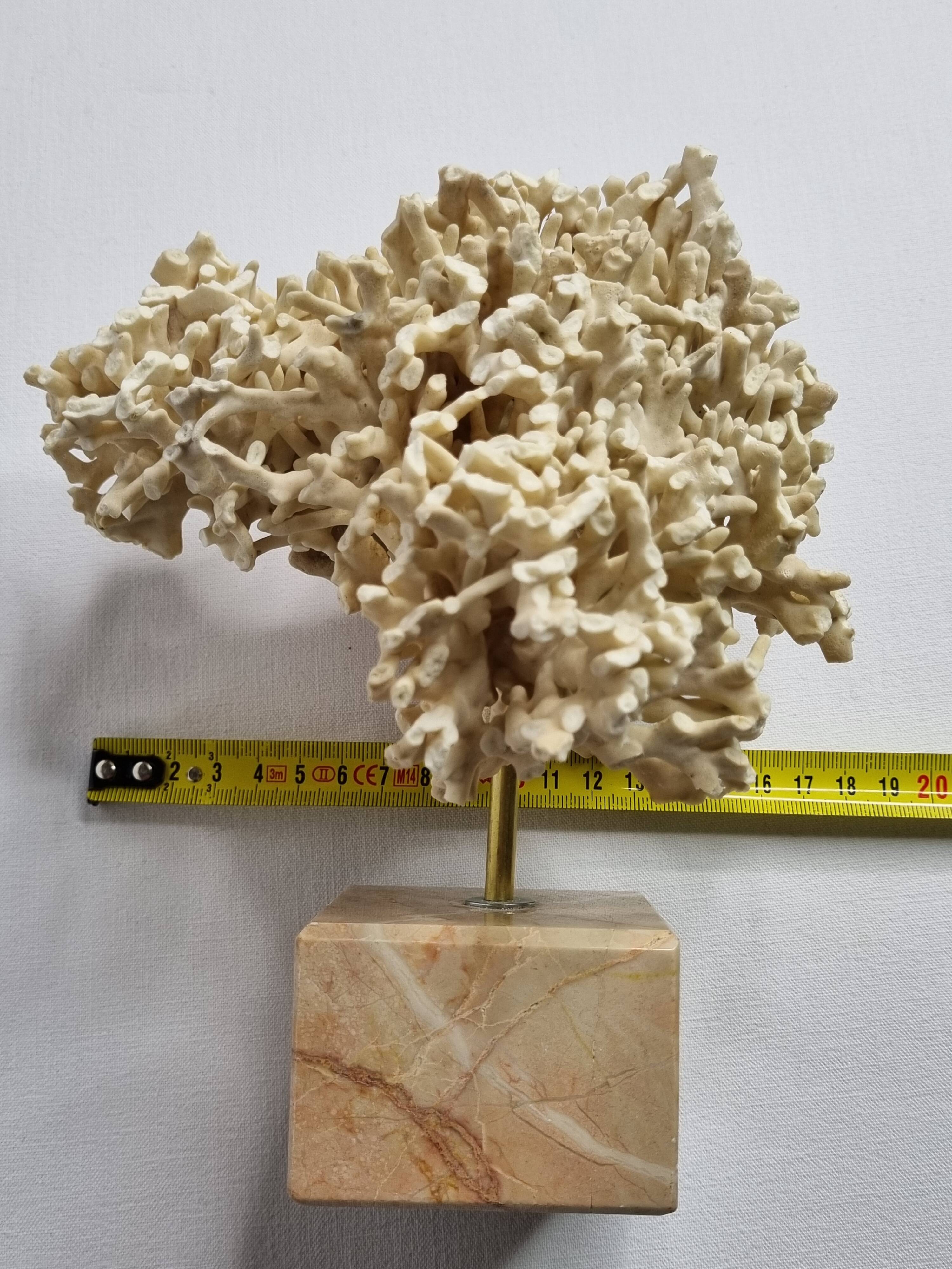 Antique White Coral on Marble Base, Height 20 cm