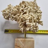 Antique White Coral on Marble Base, Height 20 cm