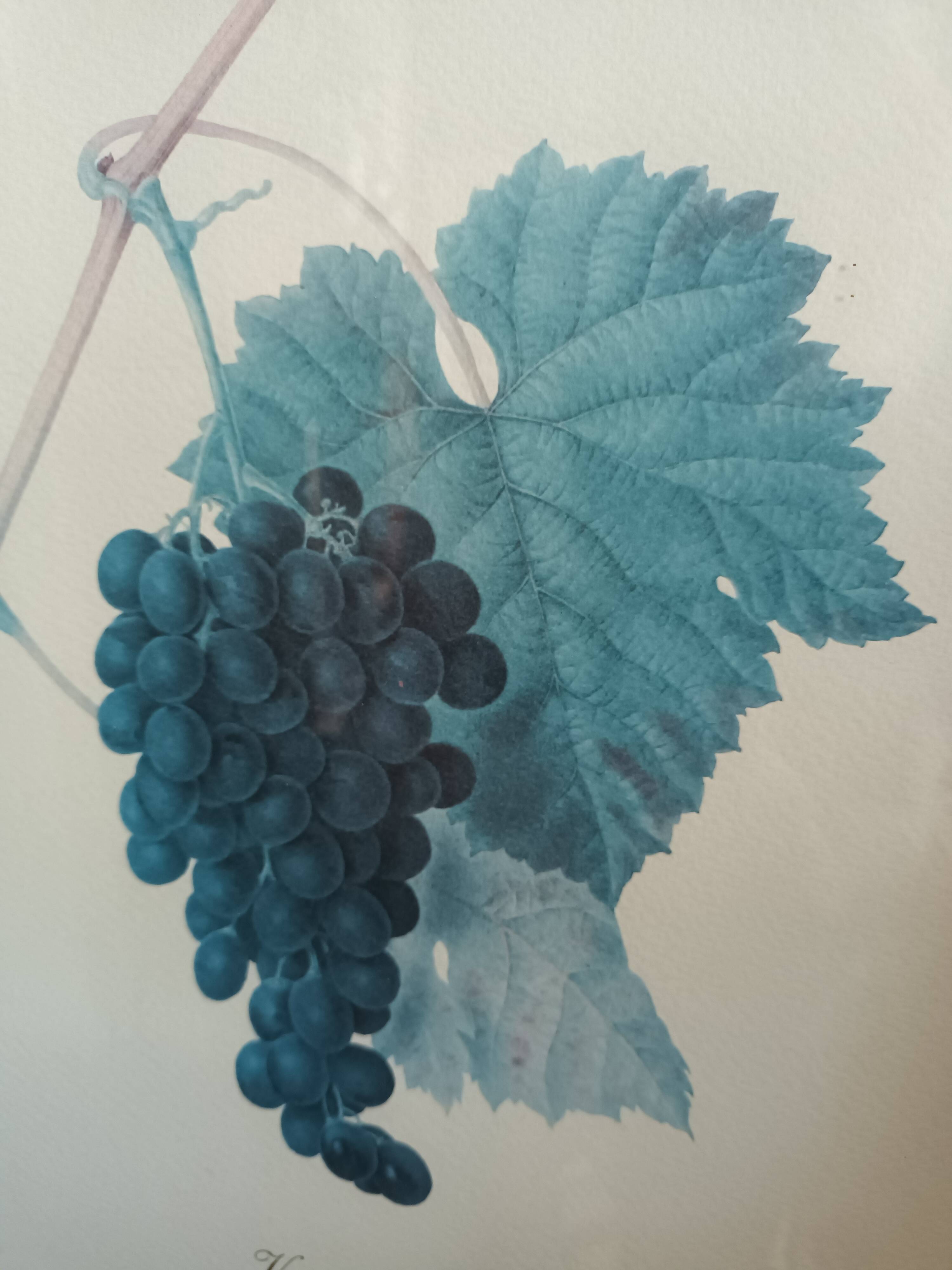 Botanical lithographs bunch of grapes