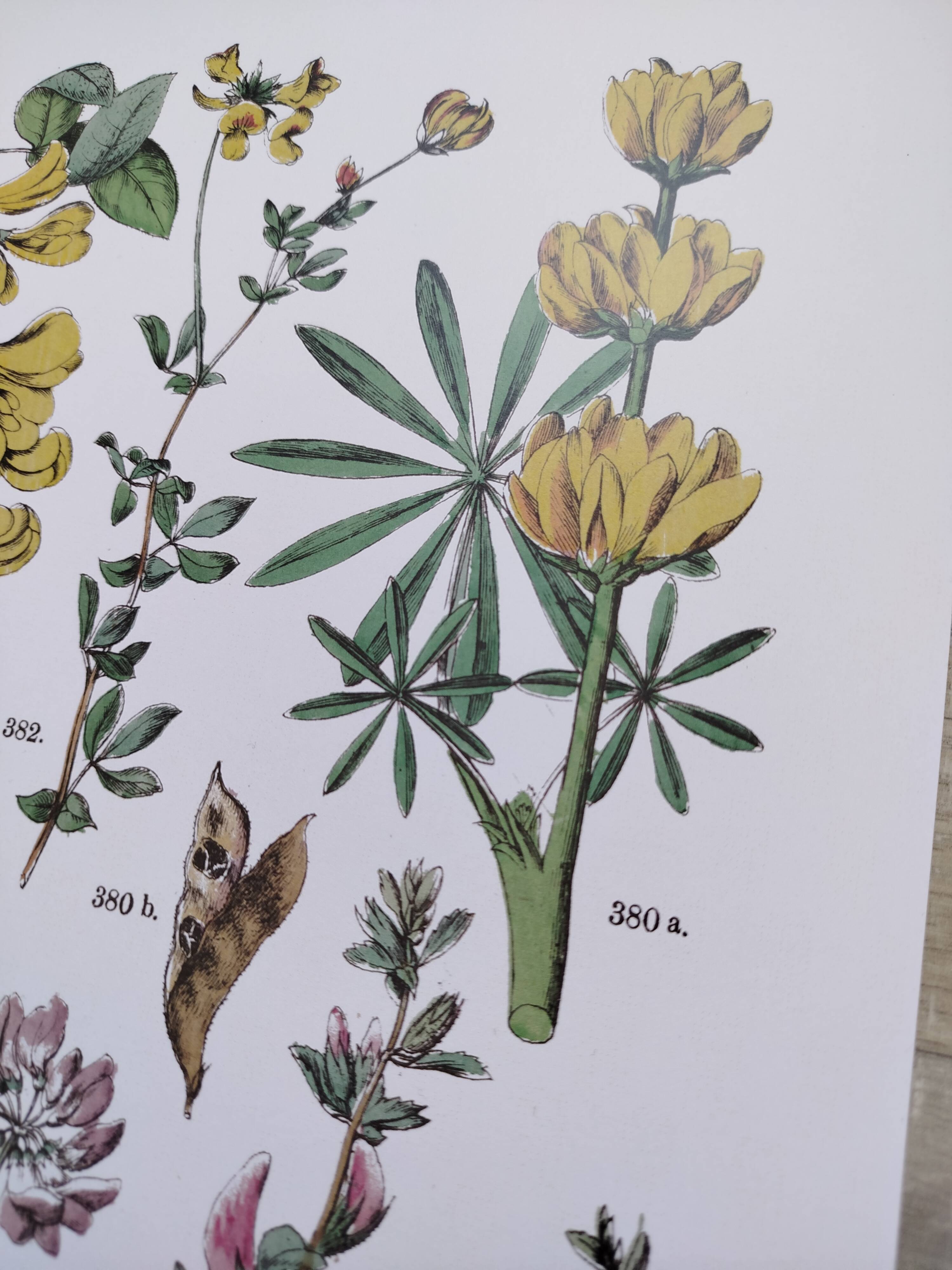 Plant poster, based on an 1881 engraving 'lupin'