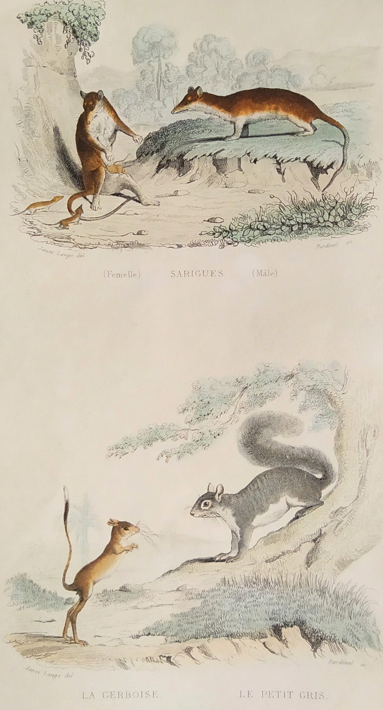 Original zoological plank " sarigues - gerboise - little grey " buffon 1838