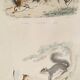 Original zoological plank " sarigues - gerboise - little grey " buffon 1838