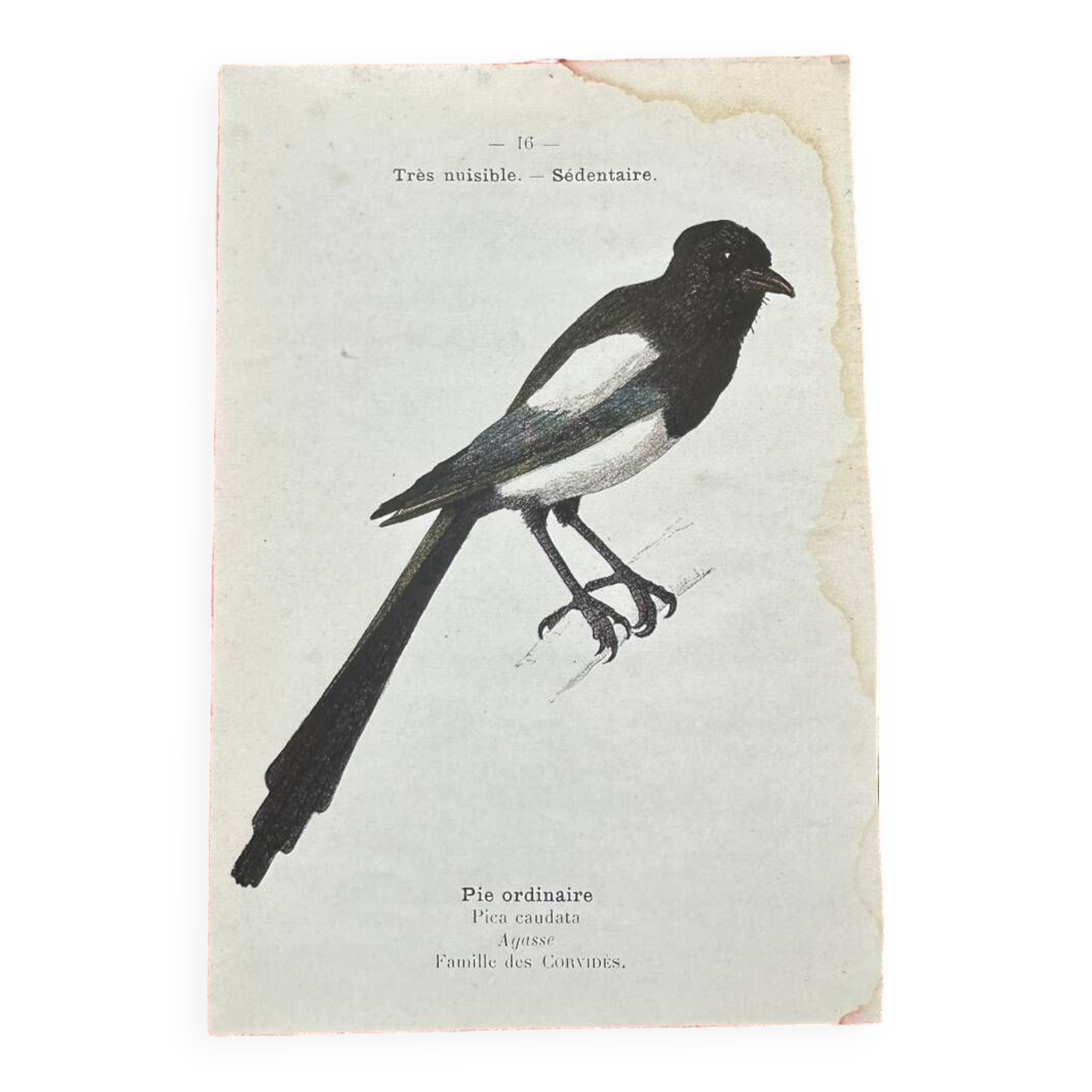 Gravure botanique planche naturaliste ancienne oiseaux