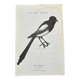 Gravure botanique planche naturaliste ancienne oiseaux