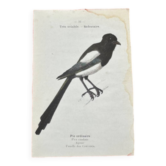 Botanical engraving old naturalist board birds