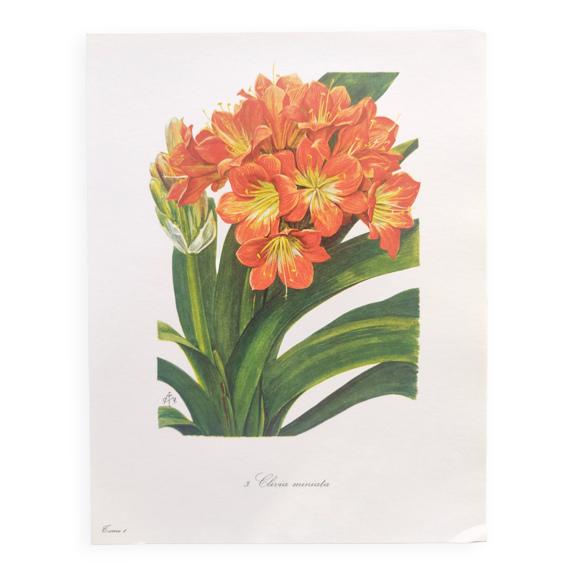 Vintage botanical plate from 1978 - Scarlet Clivia - Plant engraving - Watercolor M.Rollinat