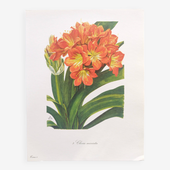 Planche botanique vintage de 1978 - Clivia écarlate - Gravure de plante - Aquarelle M.Rollinat