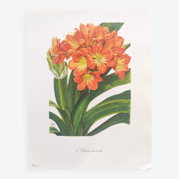 Vintage botanical plate from 1978 - Scarlet Clivia - Plant engraving - Watercolor M.Rollinat