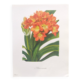 Vintage botanical plate from 1978 - Scarlet Clivia - Plant engraving - Watercolor M.Rollinat