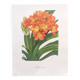 Vintage botanical plate from 1978 - Scarlet Clivia - Plant engraving - Watercolor M.Rollinat