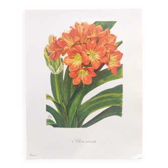 Planche botanique vintage de 1978 - Clivia écarlate - Gravure de plante - Aquarelle M.Rollinat