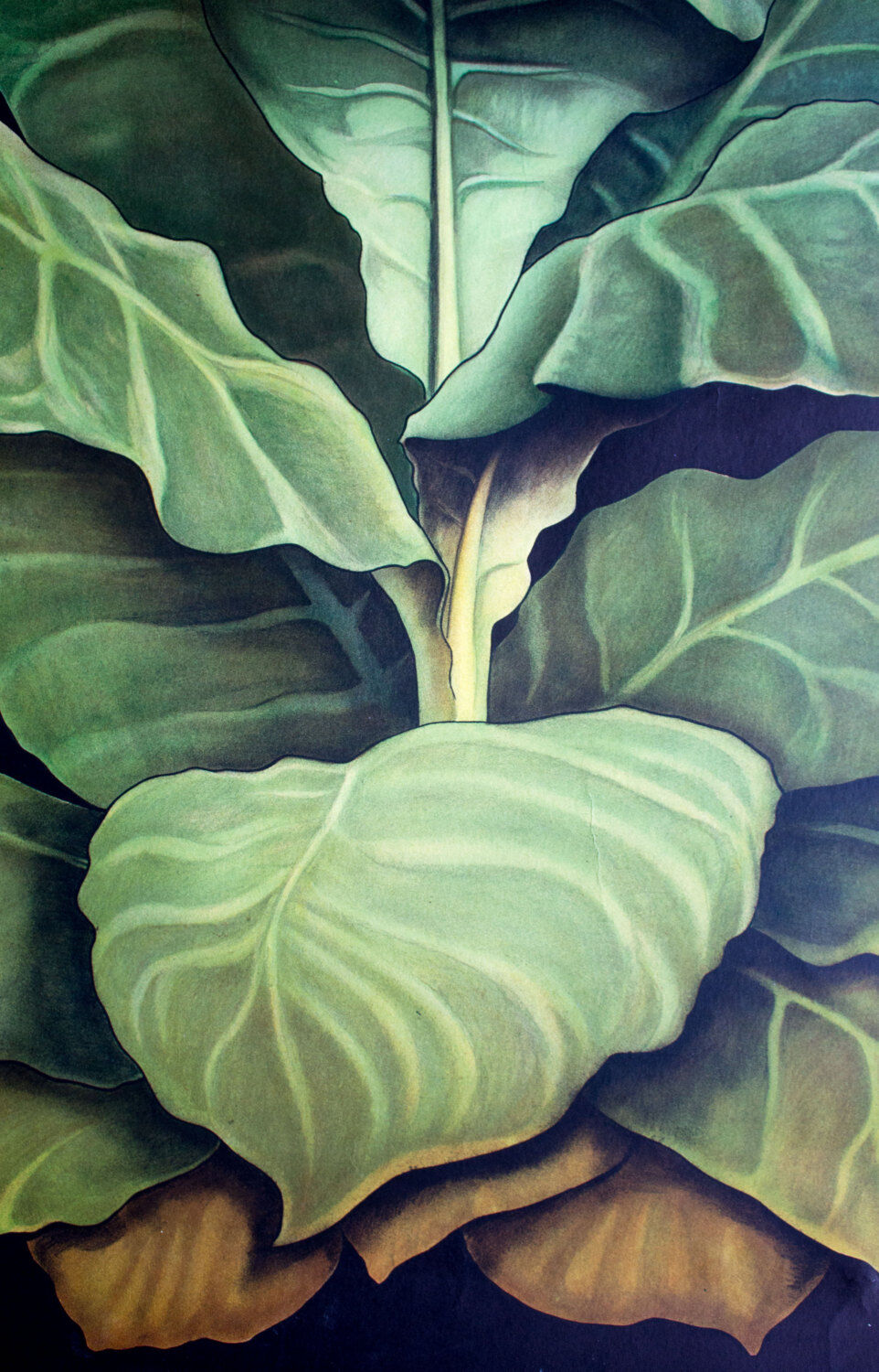 Educational poster 1972 tobacco plant