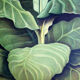 Educational poster 1972 tobacco plant