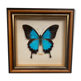 Naturalized butterfly frame