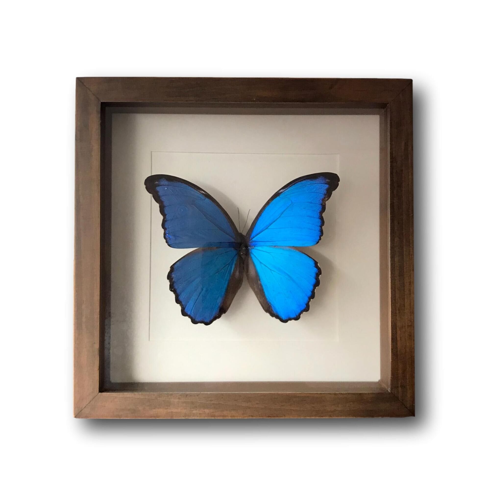 Taxidermy butterfly frame Morpho Didius 25cm x 25cm - walnut frame