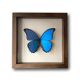 Taxidermy butterfly frame Morpho Didius 25cm x 25cm - walnut frame